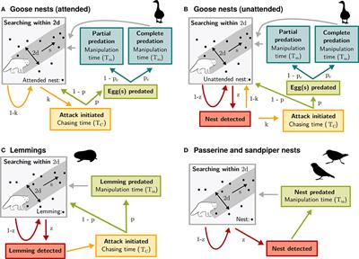 Derivation of Predator Functional Responses Using a Mechanistic Approach in a Natural System